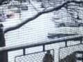 videos de MOV02237