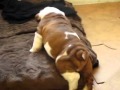 Puppy #4 Maximus 6 weeks 1 day weights 9.264 lbs
