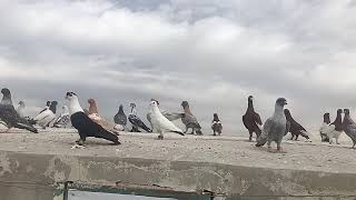 حمام مخيم البقعة ثائر ابو العسل