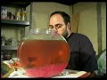 talking sea monkeys! talking sea monkeys!
