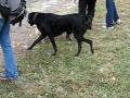 videos de SMOKEY AND POKEY FIRST TIME AT THE DOG PARK