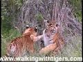 Beautiful Cats these Tigers by Frank Furness Beautiful Cats these Tigers by Frank Furness