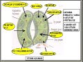 Hormon-Hormonlar-Hormonal Sistem-Endkrin Sistem