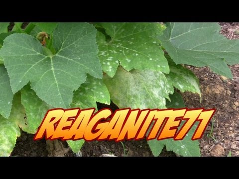 how to treat fungus on zucchini plants