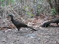 Penelope jacucaca - White-browed Guan