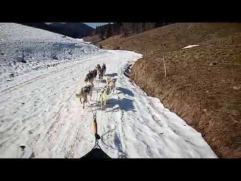 DEJEPS attelage canin raid UC4 traineau chien husky