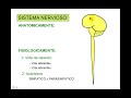 SISTEMA NERVIOSO 1 SISTEMA NERVIOSO 1