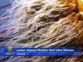 Lautan Jepang Dibanjiri Ubur-Ubur Raksasa
