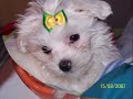 Mis primeros días. bichon maltes Mis primeros días. bichon maltes
