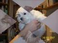 Mis primeros días. bichon maltes