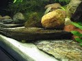 Chlamydogobius eremius Chlamydogobius eremius