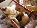 Aviarios del Caribe - Sloth Rescue Center - Baby Sloths