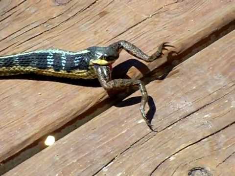 Watch Garter Snake Youtube Watch Garter Snake Youtube