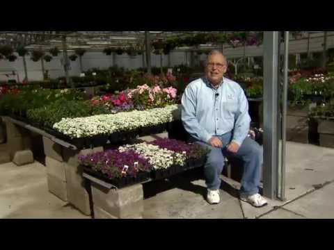 how to care alyssum