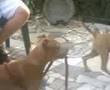 PIT BULL babys 