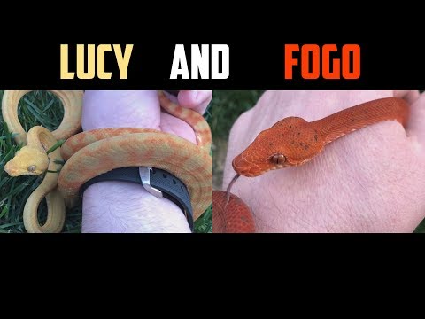 YouTube reptile video
