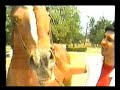 Ljuba Alicic - Stara pesma - Narodna Folk Muzika Musika uzivo spotovi mp3 besplatno