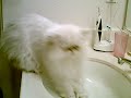 BeiBei drinking water
