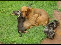 Fotos de cachorrinhas-salsicha com música de Snoopy Dog Dog