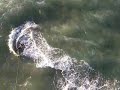 Kitesurfing HMB