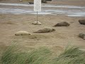 Grey seals in North Somercotes-2