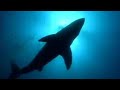 Close encounter with a shark - Steve Leonard - My Life with Animals: BBC wildlife