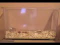 Funny animals living life to the full Funny animals living life to the full