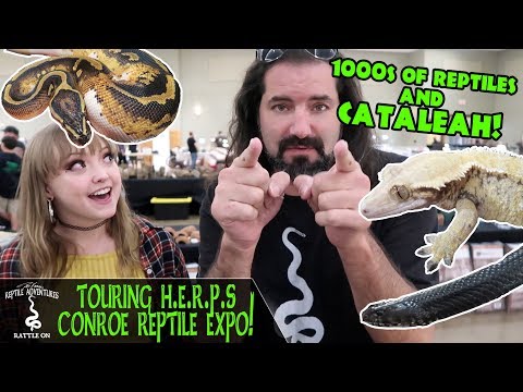 YouTube reptile video
