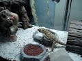 Falcore loves to eat crickets Falcore loves to eat crickets