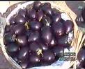 brinjal round