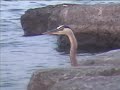 The Great Blue Heron The Great Blue Heron