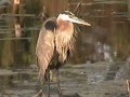 The Great Blue Heron