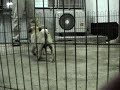 Thai pug puppies play Thai pug puppies play