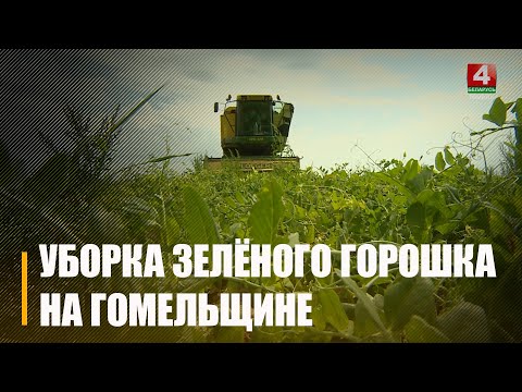 На Гомельшчыне прыступілі да ўборкі зялёнага гарошку видео