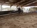 Zanuck Lalan (Cruising x Julio Mariner)