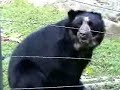 BEAR FRONTINO OSO FRONTINO ???? ?????? MERIDA VENEZUELA BEAR FRONTINO OSO FRONTINO ???? ?????? MERIDA VENEZUELA
