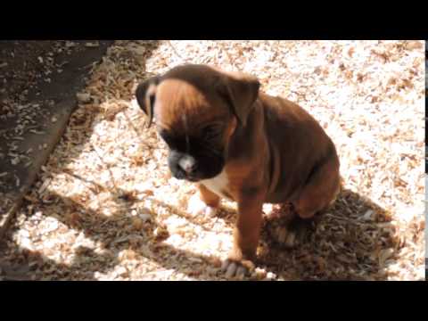 Lexi - A Tigger Type Fun Girl
