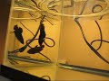My Betta Breeding Tank Set-up
