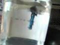 My Betta Breeding Tank Set-up