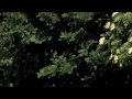 The MINI Cooper S Countryman Driving footage country roads