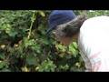 Blackberries, Brambles (Rubus Fruticosus)