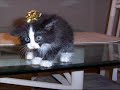 Nice Kitty Bad Kitty Super Bad Kit-tay V1 Nice Kitty Bad Kitty Super Bad Kit-tay V1