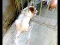 Cachorro entalado!!!!