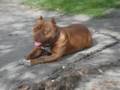 Pit Bull Blues