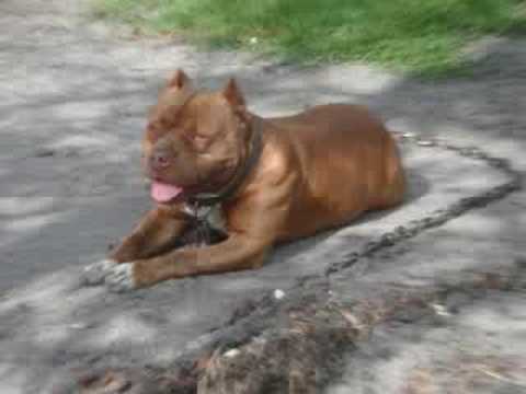 Pit Bull Blues
