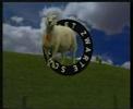 trailer Het Zwarte Schaap