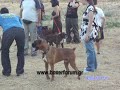 www.boxerforum.gr