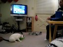Mochi Playing Mochi Playing