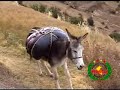 Pichuycita