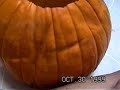 Pumpkin Carving Timelapse